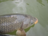 fly-fishing-common-carp