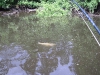 fly-fishing-grass-carp-4