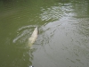 fly-fishing-grass-carp