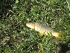 common-carp-fly-fishing-6