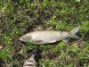 grass-carp-fly-fishing-26