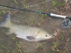 grass-carp-fly-fishing