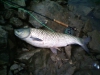 grass-carp-s-2