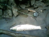 grass-carp-s-4