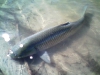 grass-carp-tranquil