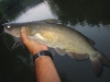 channel-catfish-fly-fishing-2