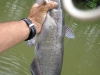 channel-catfish-fly-fishing-3