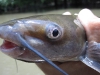 channel-catfish-fly-fishing-4