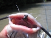 channel-catfish-fly-fishing