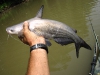 fly-fishing-blue-catfish-2