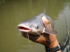 fly-fishing-blue-catfish-3