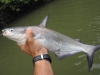 fly-fishing-blue-catfish-5