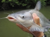 fly-fishing-blue-catfish-6