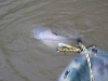 fly-fishing-blue-catfish