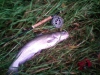 catfish-fly-fishing-13