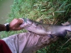 catfish-fly-fishing-14