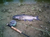 catfish-fly-fishing-19