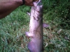 catfish-fly-fishing-2