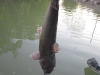 catfish-fly-fishing-22