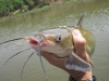 catfish-fly-fishing-23
