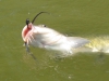 catfish-fly-fishing-24