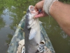 catfish-fly-fishing-26
