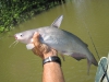 catfish-fly-fishing-38