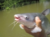 catfish-fly-fishing-39