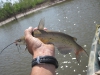 catfish-fly-fishing-41