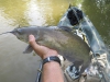 catfish-fly-fishing-42
