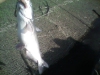 catfish-fly-fishing-5