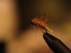 weedless-carp-fly