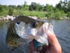 crappie on a fly rod