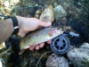 1-wild-trout-spots