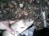 17-inch-mill-creek-wild-rainbow