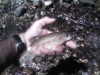 wild-trout-1