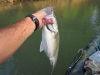 hybrid-bass-big-pig-2