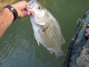 hybrid-bass-big-pig-3