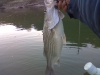 hybrid-bass-fly-fishing-5