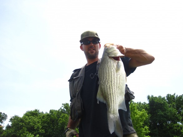 hybrid striper up high