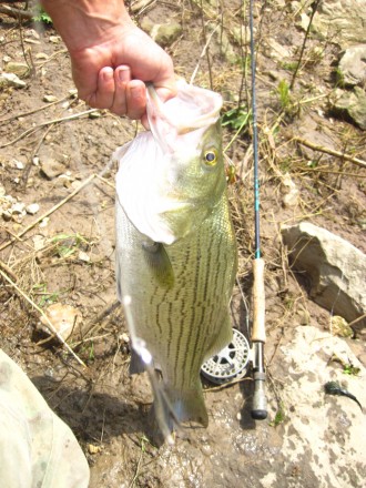 hybrid bass St. louis, mo